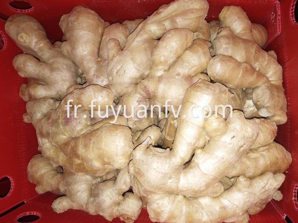 Air Dried Ginger Yellow Fat